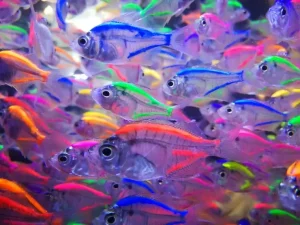 غذای ماهیان زینتی