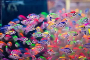 غذای ماهیان زینتی